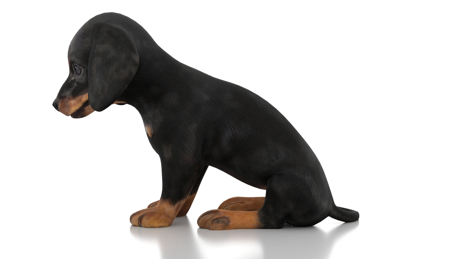 Dachshund Dog Puppy 3D Model Rigged 360° view 2 frame 24