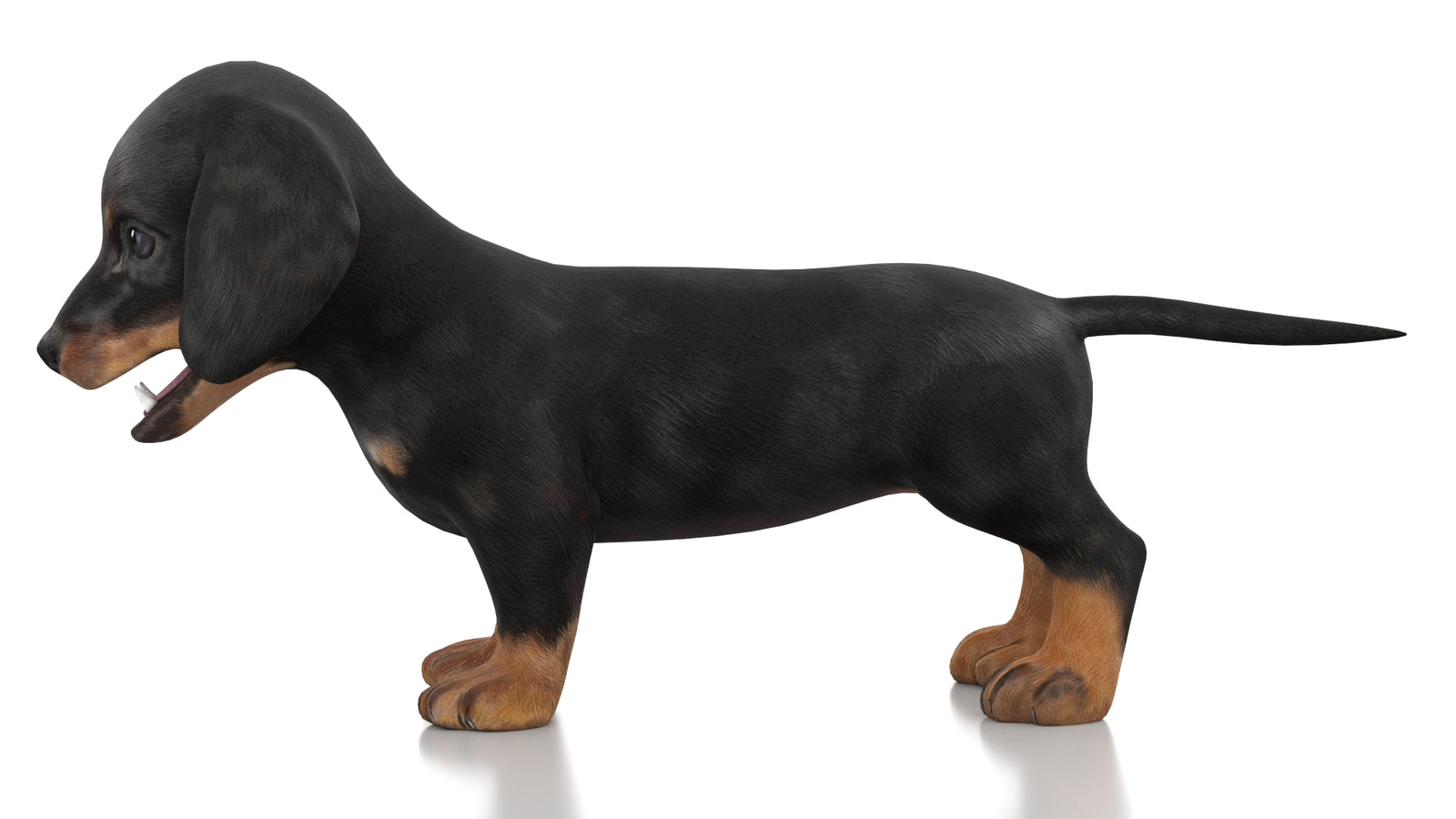 Dachshund Dog Puppy 3D Model Rigged 360° view 1 frame 25