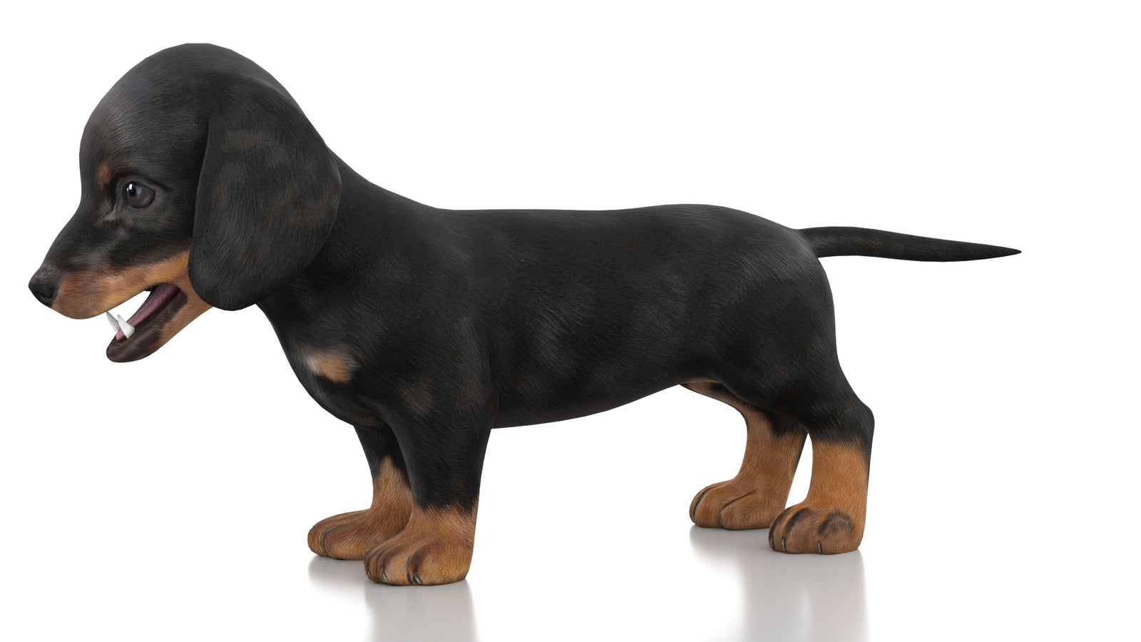 Dachshund Dog Puppy 3D Model Rigged 360° view 1 frame 27