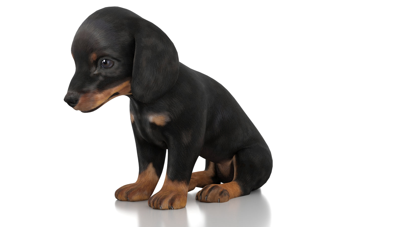 Dachshund Dog Puppy 3D Model Rigged 360° view 2 frame 29