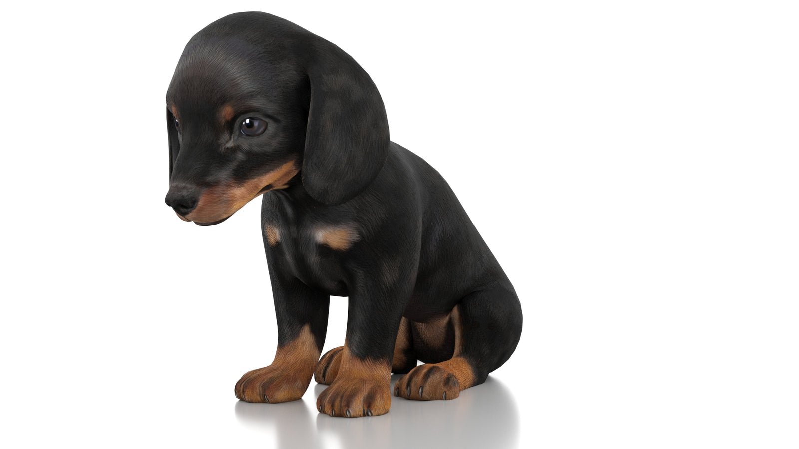 Dachshund Dog Puppy 3D Model Rigged 360° view 2 frame 30