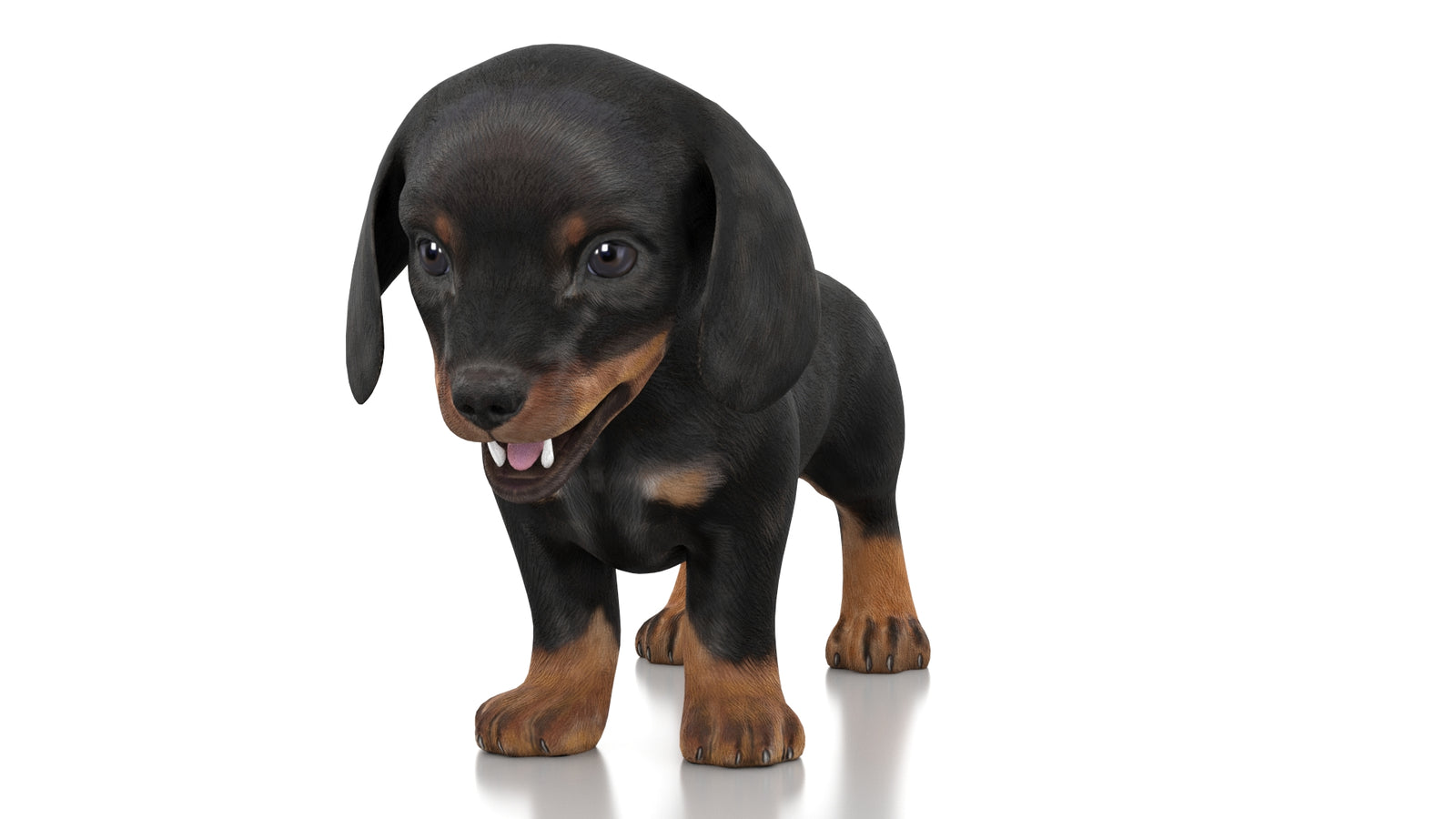 Dachshund Dog Puppy 3D Model Rigged 360° view 1 frame 32