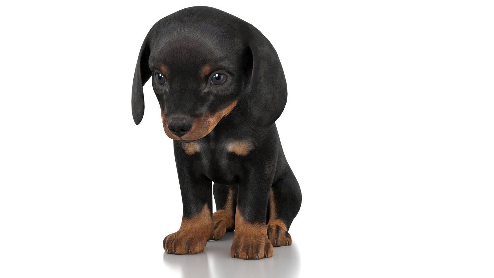Dachshund Dog Puppy 3D Model Rigged 360° view 2 frame 32