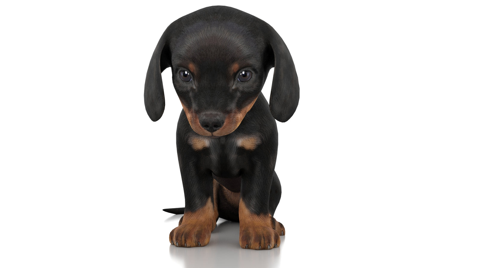Dachshund Dog Puppy 3D Model Rigged 360° view 2 frame 33