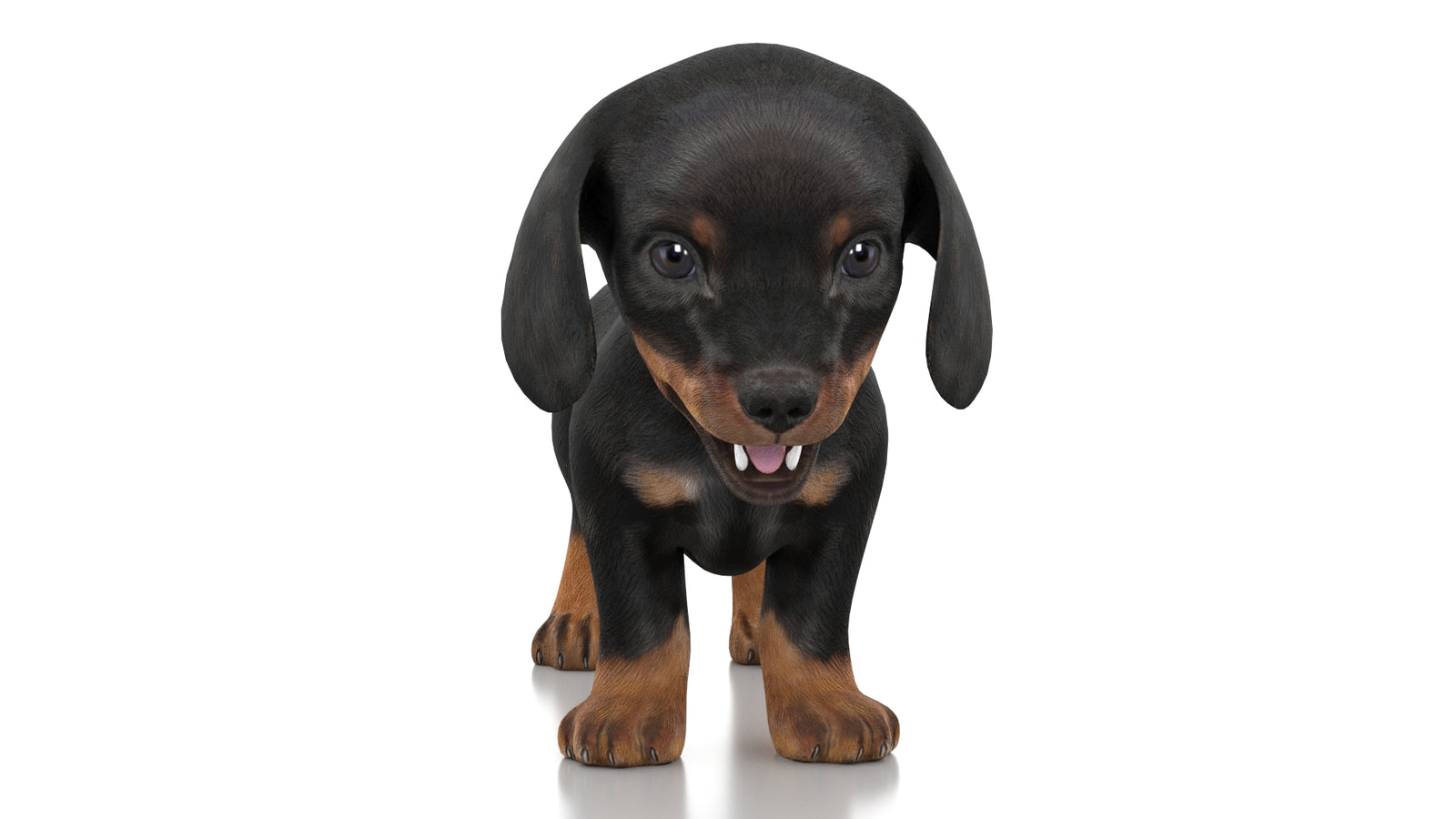 Dachshund Dog Puppy 3D Model Rigged 360° view 1 frame 34