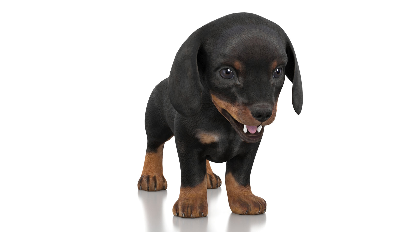 Dachshund Dog Puppy 3D Model Rigged 360° view 1 frame 35