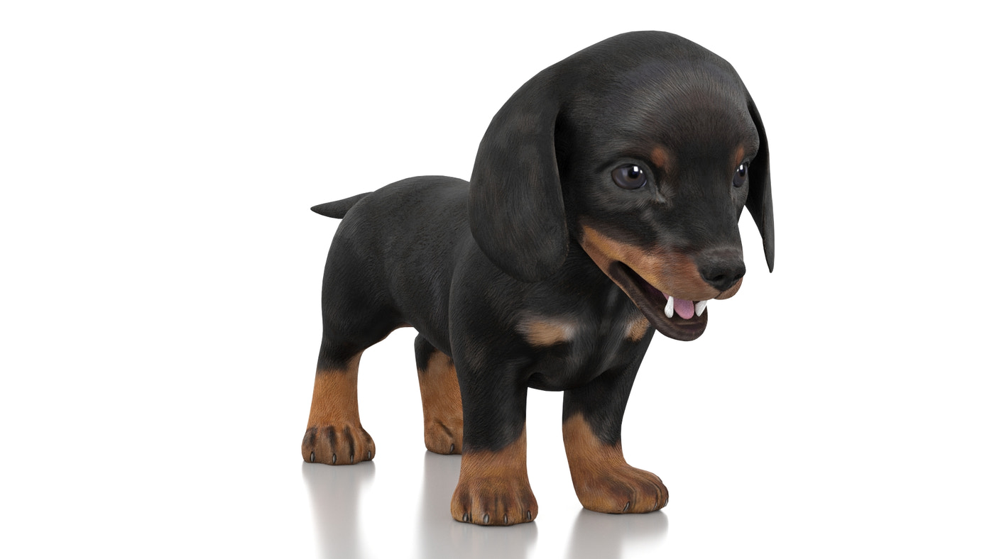Dachshund Dog Puppy 3D Model Rigged - 360 Degree View