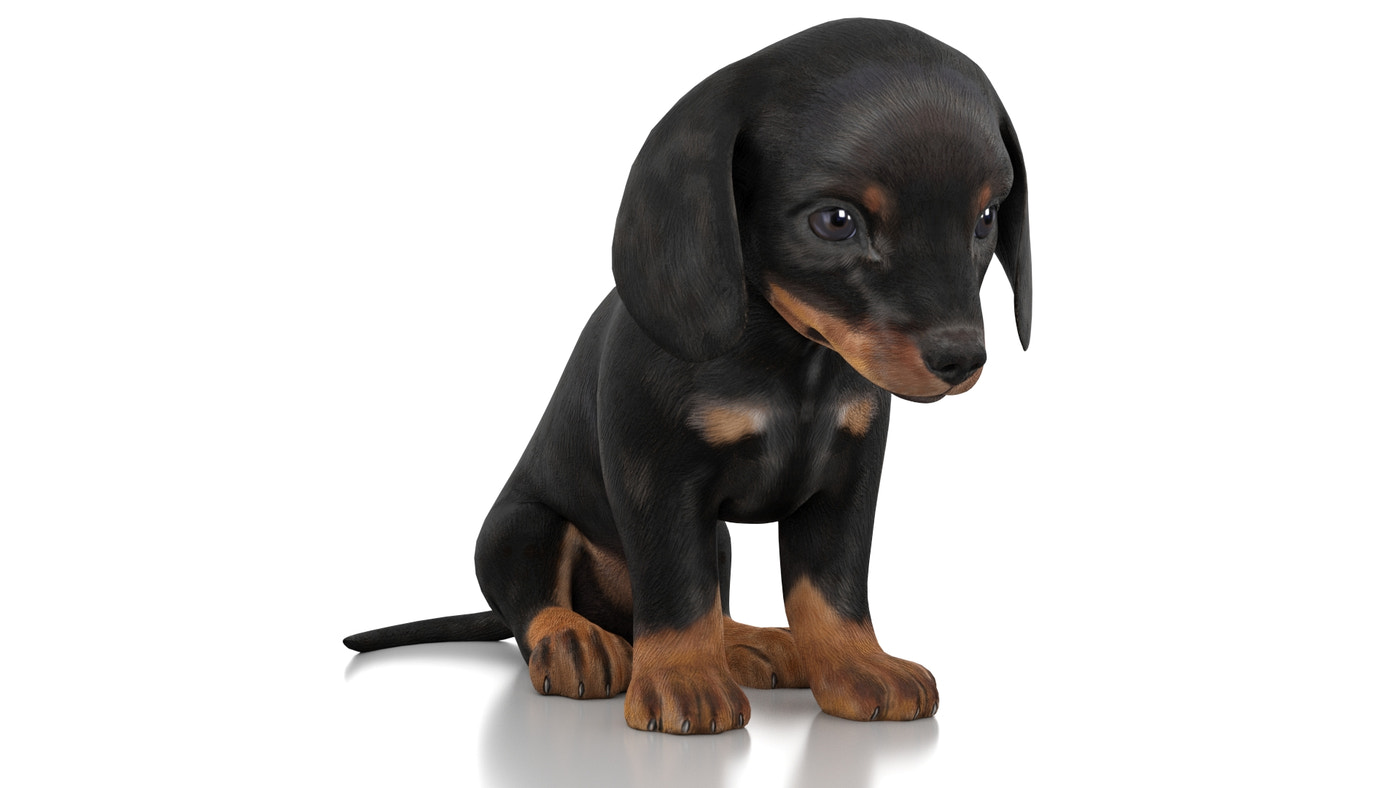 Dachshund Dog Puppy 3D Model Rigged - 360 Degree View