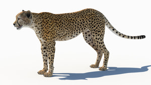 Detailed Cheetah 3D Model for Download Thumbnail