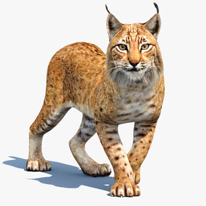 Animated Eurasian Lynx 3D Model — Rigged and Textured Thumbnail