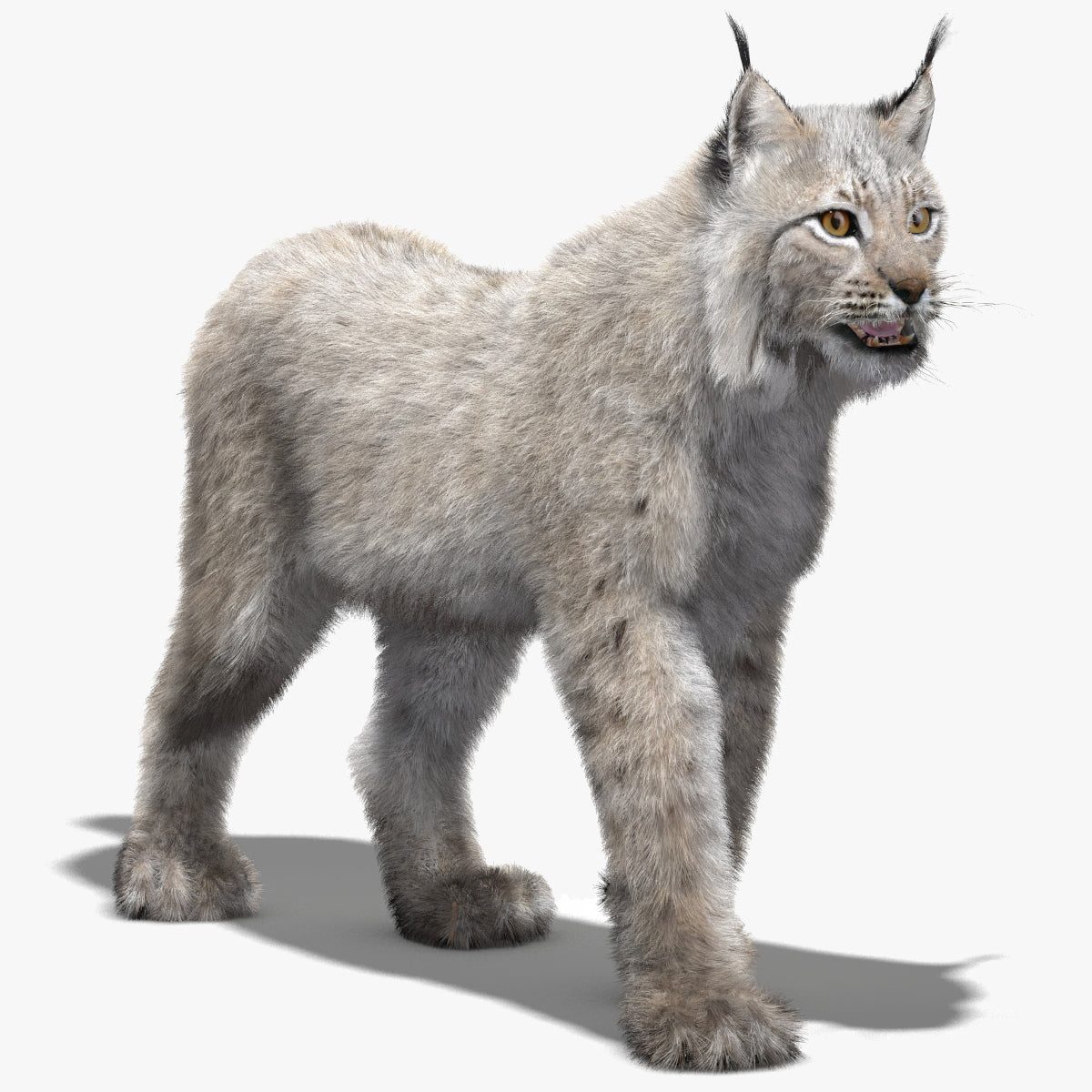 Animated White Eurasian Lynx with Fur
