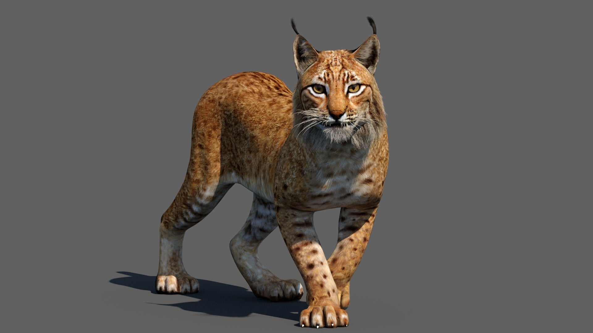 Animated Eurasian Lynx 3D Model — Rigged and Textured