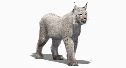 Animated White Eurasian Lynx with Fur