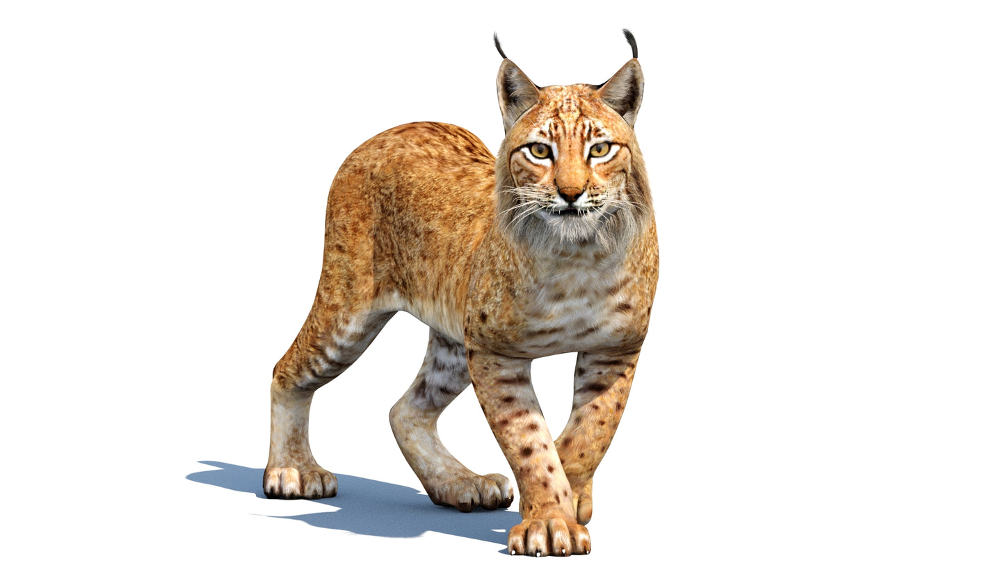 Lynx 3d Model Animated