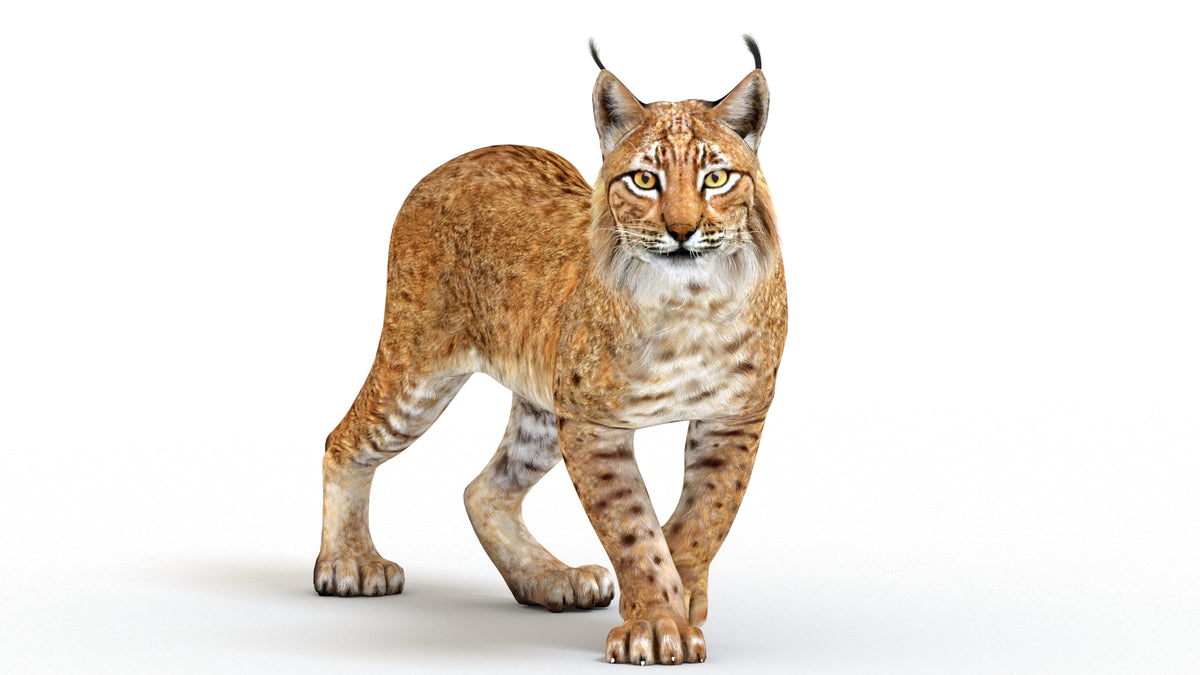 Brown lynx rendering on a white background