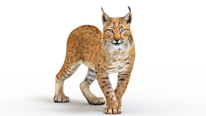 Tufted‑Ear Wildcats 3D Bundle — Caracal & Lynx (Rigged, Animated) Thumbnail