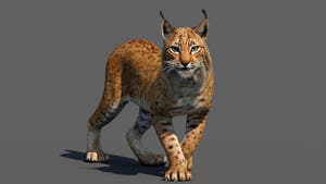 Tufted‑Ear Wildcats 3D Bundle — Caracal & Lynx (Rigged, Animated) Thumbnail