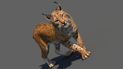 Lynx 3d Model Animated