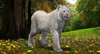 Animated White Eurasian Lynx with Fur