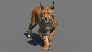 Animated Eurasian Lynx Cat 3D Model for Download Thumbnail