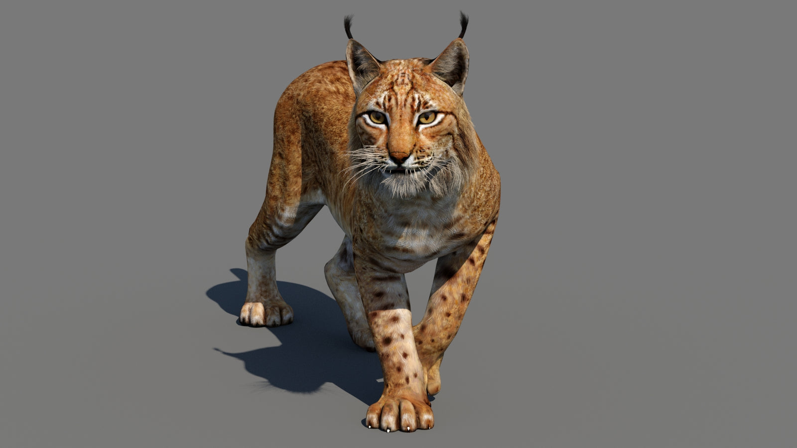 Animated Eurasian Lynx Cat 3D Model for Download