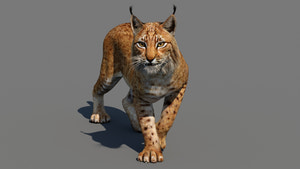 Animated Eurasian Lynx Cat 3D Model for Download Thumbnail
