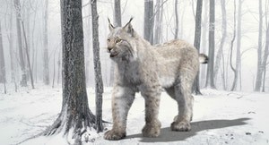 Animated White Eurasian Lynx with Fur Thumbnail
