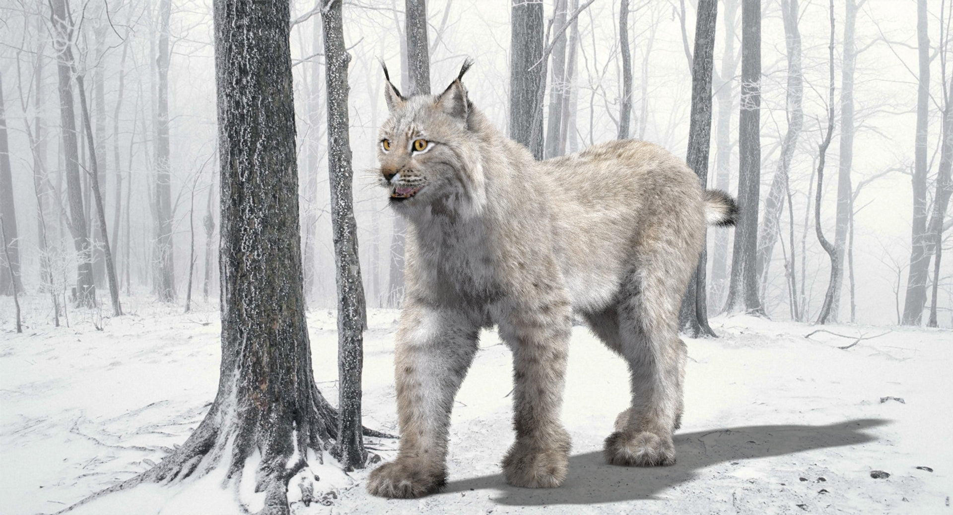 Animated White Eurasian Lynx with Fur