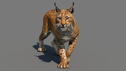 Tufted‑Ear Wildcats 3D Bundle — Caracal & Lynx (Rigged, Animated)