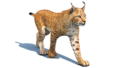 Animated Eurasian Lynx Cat 3D Model for Download