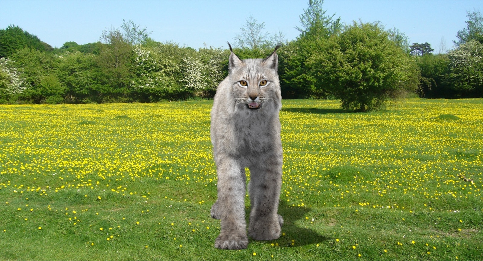 Animated White Eurasian Lynx Fur 3D Model