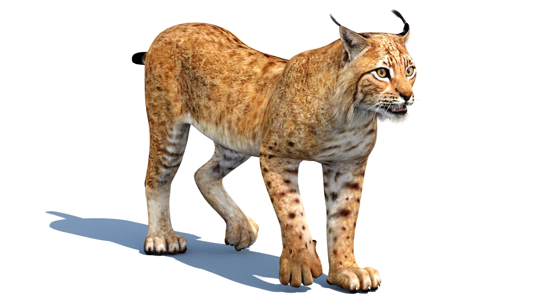 Animated Eurasian Lynx Cat 3D Model for Download