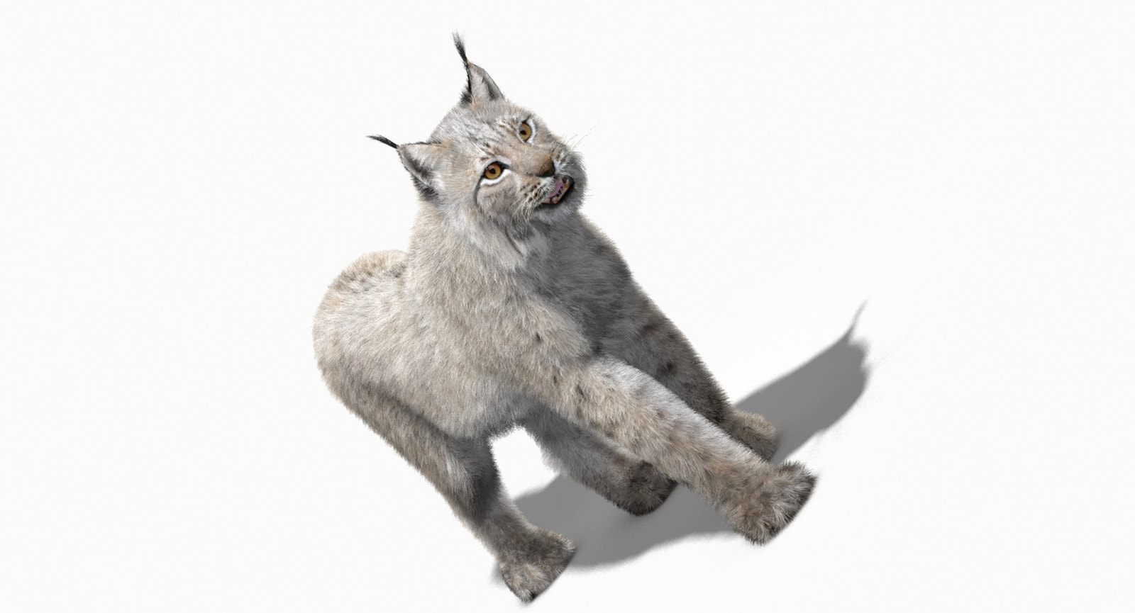 Animated White Eurasian Lynx Fur 3D Model
