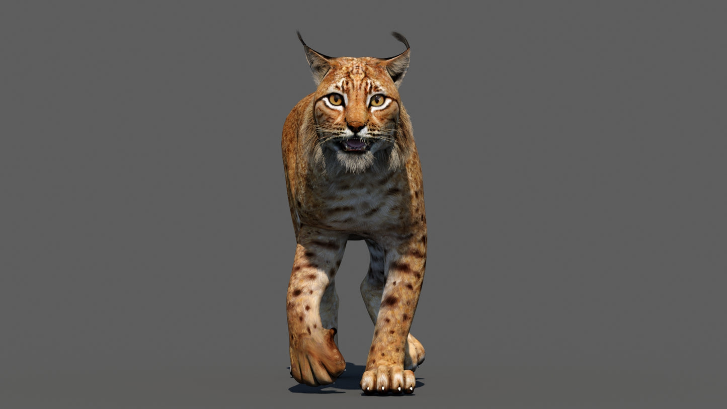 Lynx 3d Model Animated