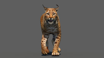 Animated Eurasian Lynx Cat 3D Model for Download