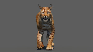Tufted‑Ear Wildcats 3D Bundle — Caracal & Lynx (Rigged, Animated) Thumbnail
