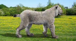 Animated White Eurasian Lynx Fur 3D Model Thumbnail