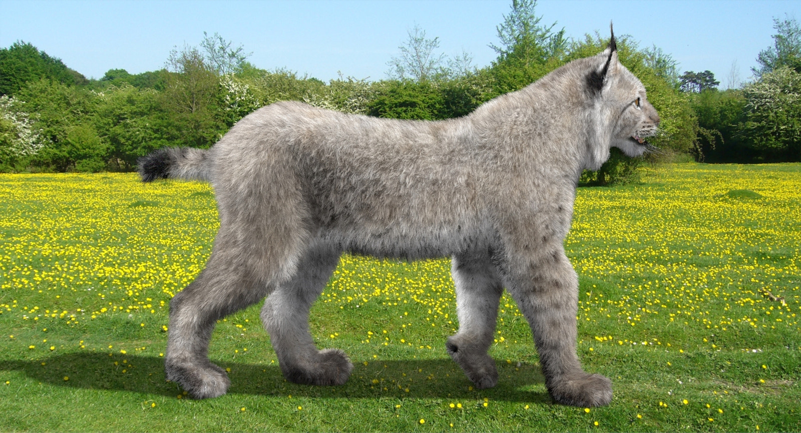 Animated White Eurasian Lynx Fur 3D Model