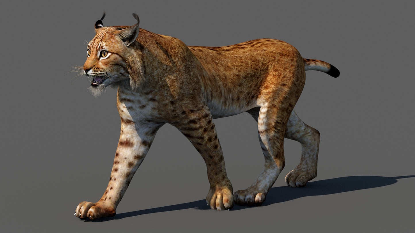 Lynx 3d Model Animated