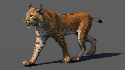 Animated Eurasian Lynx Cat 3D Model for Download
