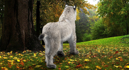 Animated White Eurasian Lynx Fur
