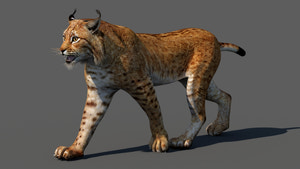 Tufted‑Ear Wildcats 3D Bundle — Caracal & Lynx (Rigged, Animated) Thumbnail