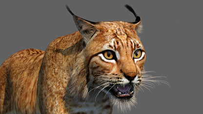 Lynx 3d Model Animated