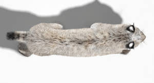 Animated White Eurasian Lynx Fur 3D Model Thumbnail