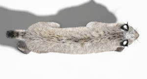 Animated White Eurasian Lynx 3D Model - Hair and Fur Thumbnail