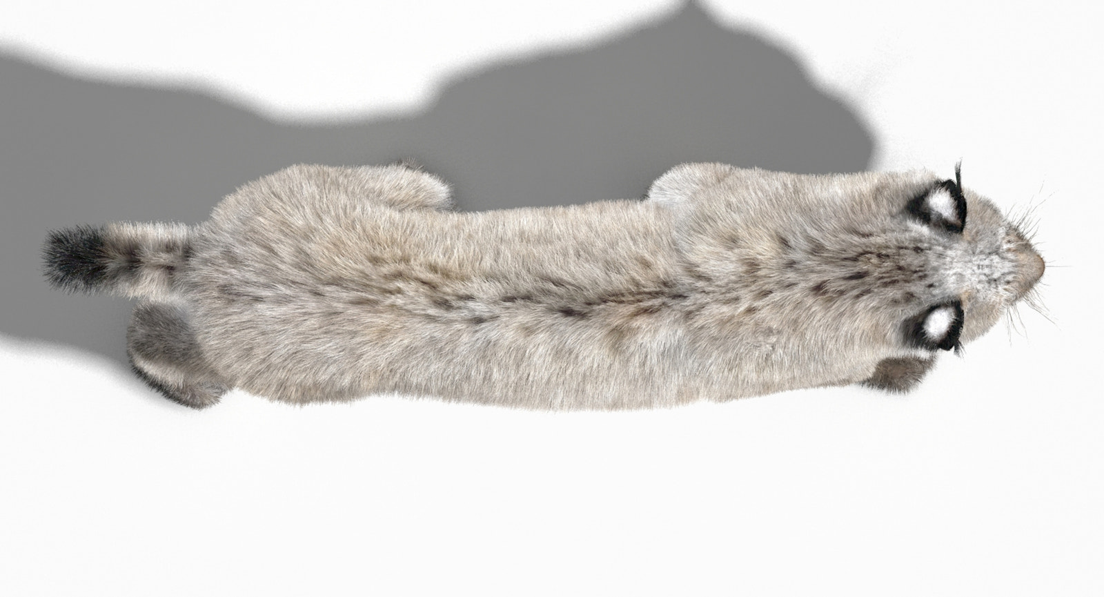 Animated White Eurasian Lynx Fur 3D Model