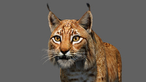 Tufted‑Ear Wildcats 3D Bundle — Caracal & Lynx (Rigged, Animated) Thumbnail