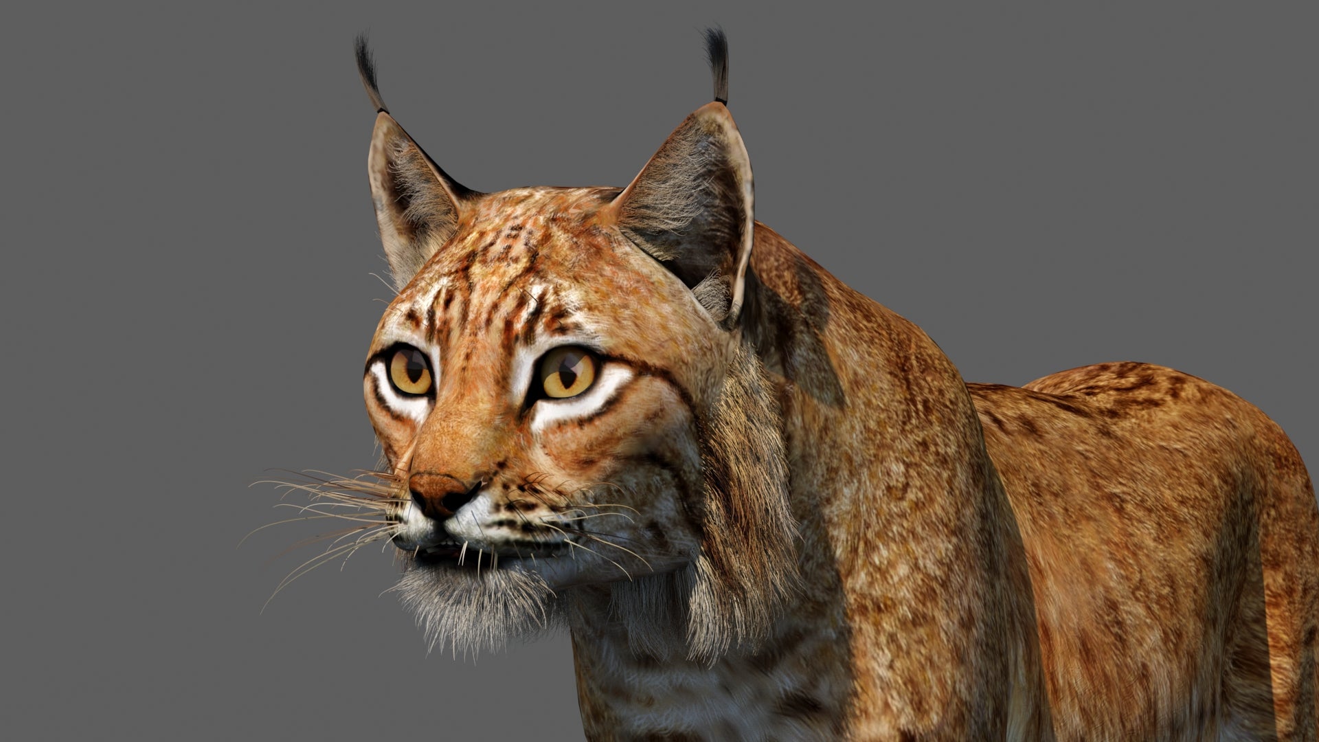 Lynx 3d Model Animated