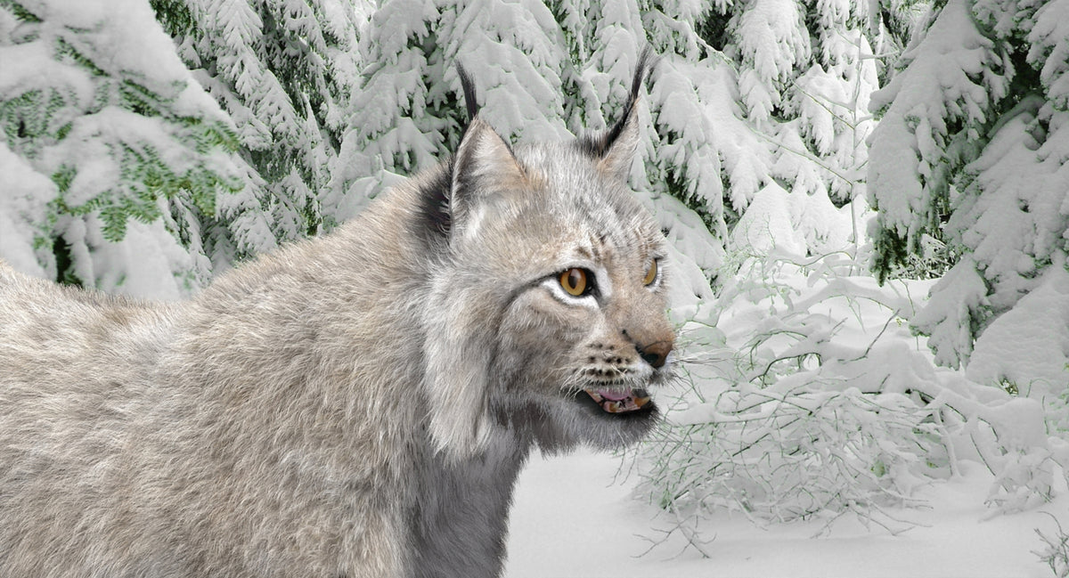 Animated White Eurasian Lynx 3D Model - Hair and Fur