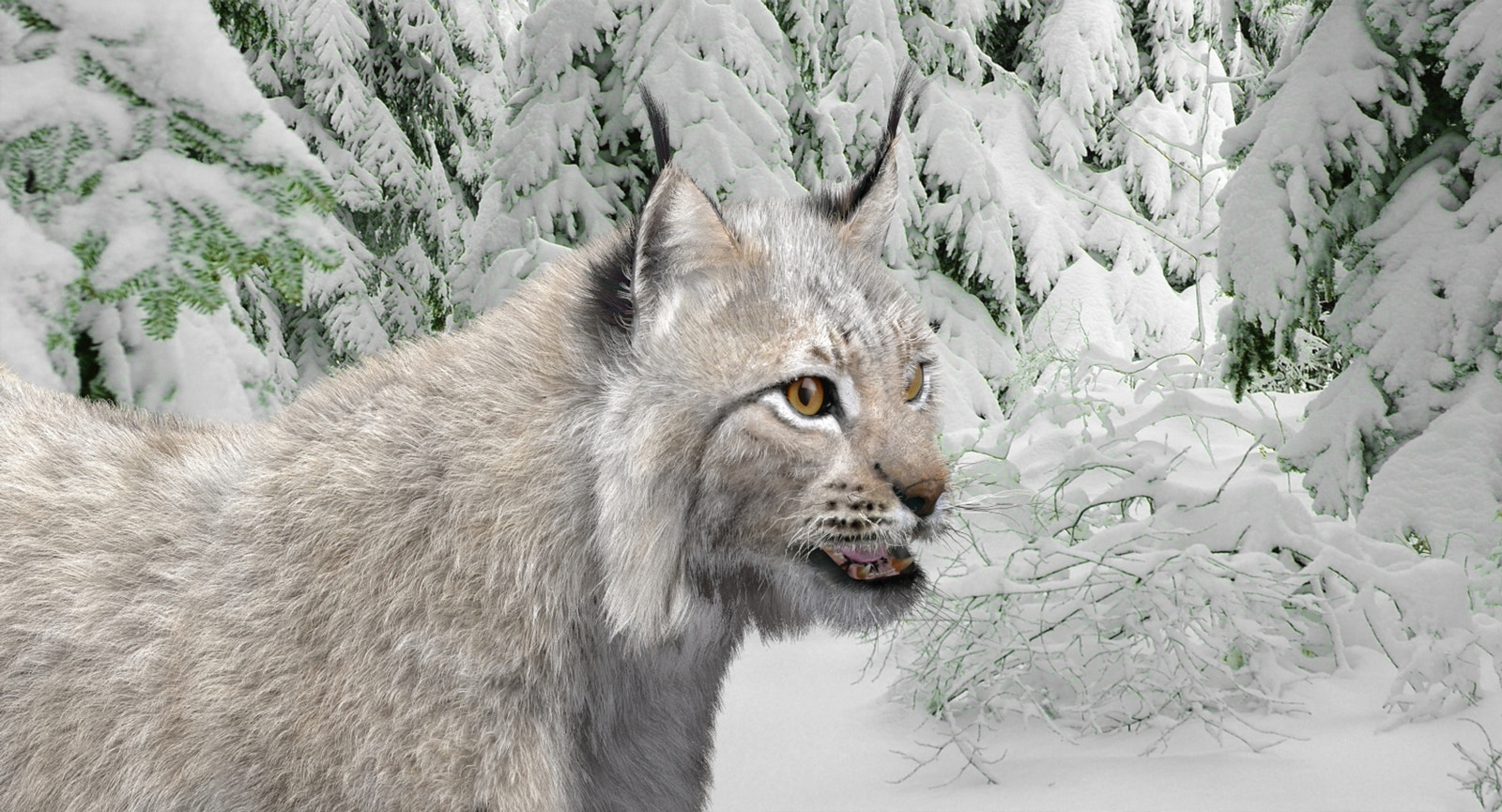 Animated White Eurasian Lynx Fur 3D Model